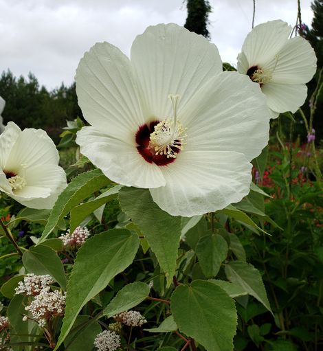 Woolly Rose-Mallow, Hairy Swamp Mallow