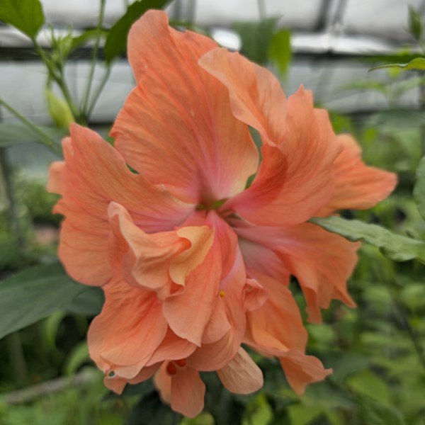Joanne Double Orange Hibiscus