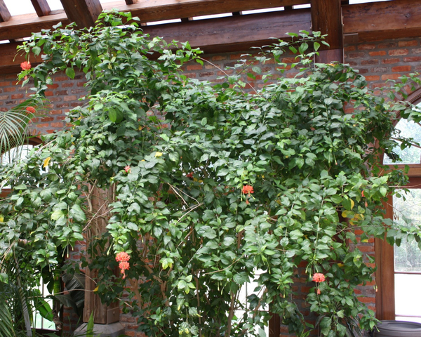 Japanese Lantern Fringed Rose Mallow Coral Hibiscus Hibiscus Schizopetalus Tropical Plants Almost Eden