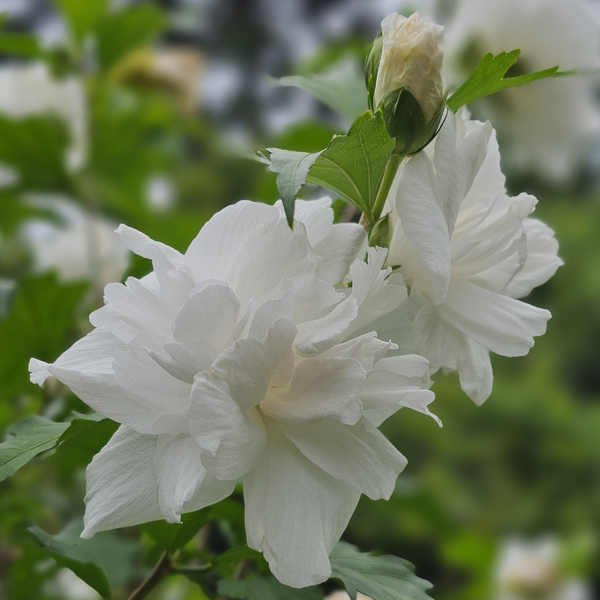 Double White Althea, Rose of Sharon