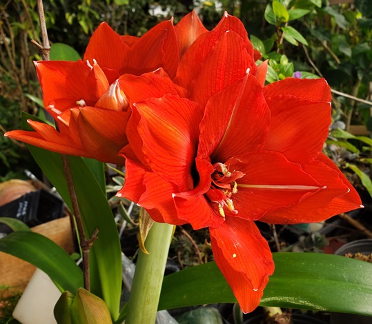 Celica Amaryllis (Double Red-Orange)