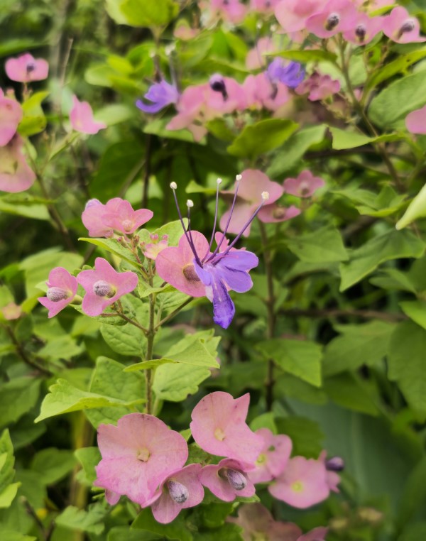 Purple Chinese Hat, Tahitian Hat Plant, Northern Chinese Hats