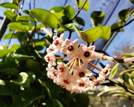 Krinkle 8 Common Hoya, Porcelain Flower, Waxflower