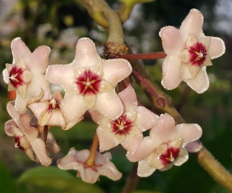 Krinkle 8 Common Hoya, Porcelain Flower, Waxflower