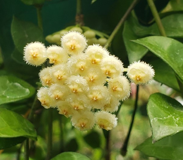 Fragrant Wax Flower, Hoya, Porcelain Flower