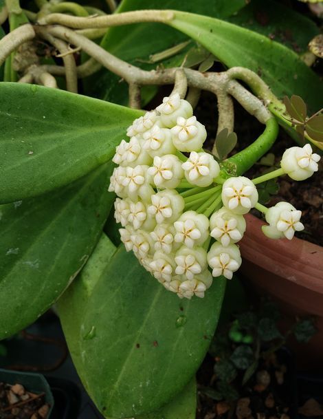 Hoya pachyclada, Wax Flower, Porcelain Flower