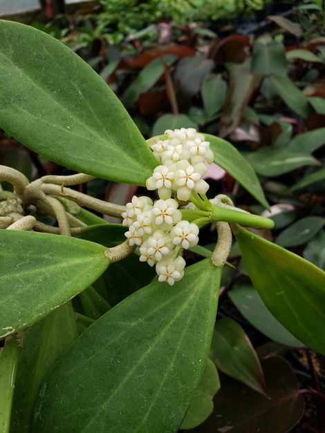 Hoya pachyclada, Wax Flower, Porcelain Flower
