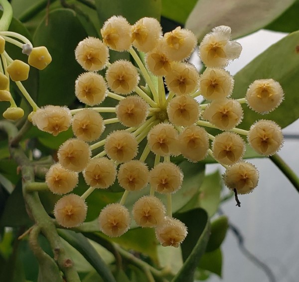Hoya pusilla, Waxflower