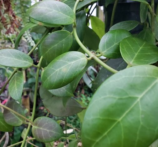 Hoya obscura, Waxflower