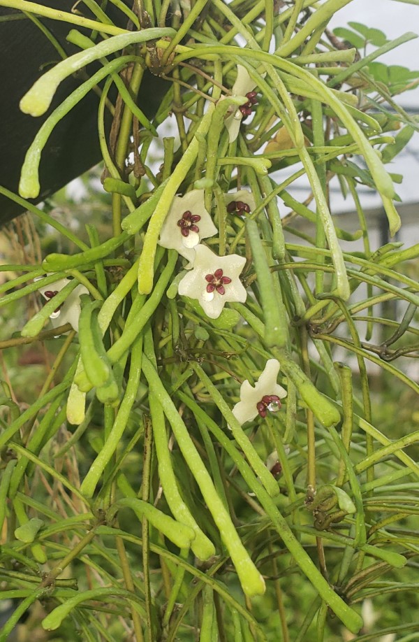 Grass-Leaved Hoya, Wax Flower, Porcelain Flower