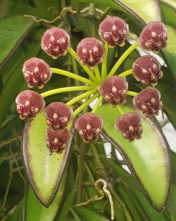 Hoya wayetii, Wax Flower, Porcelain Flower