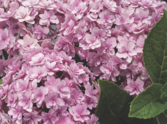 Double Down Bigleaf Hydrangea Double Mophead Repeat Flowering French Mophead Hydrangea Purple Flowers Or Flower Parts Almost Eden