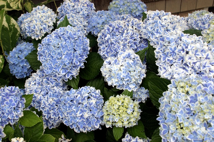 Peppermint Bigleaf Hydrangea (Picotee Mophead, Compact, Repeat Flowering), French Mophead Hydrangea