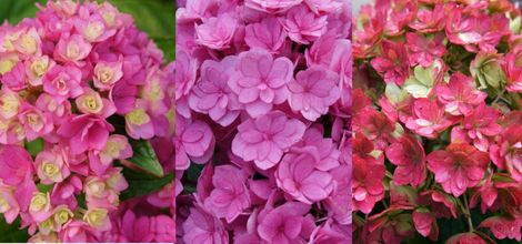 YOU&ME® Together Bigleaf Hydrangea (Dwarf, Double Mophead, Repeat Flowering), French Mophead Hydrangea