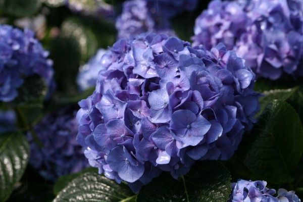 Let's Dance® Blue Jangles® Bigleaf Hydrangea (Dwarf Mophead, Repeat Flowering)