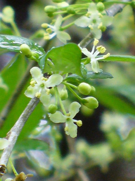 Midas Possumhaw Holly, Deciduous Holly (Male Pollinator)