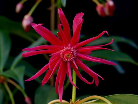 Star Flower Scorpio Red Anise