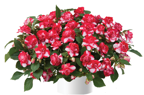 Musica™ Bicolor Cherry Red Double Impatiens, Busy Lizzy