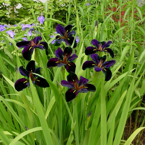 Black Gamecock Louisiana Iris (Very Dark Purple, Narrow Golden Signals, Late Season)