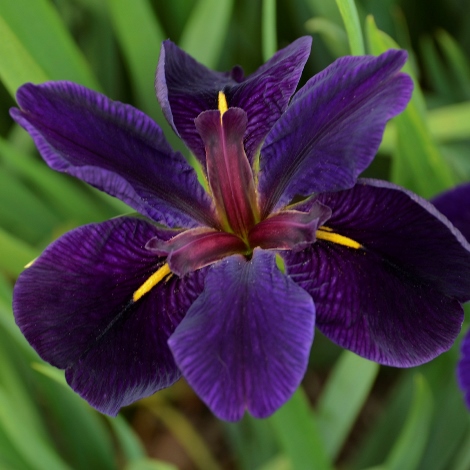 Black Gamecock Louisiana Iris (Very Dark Purple, Narrow Golden Signals, Late Season)