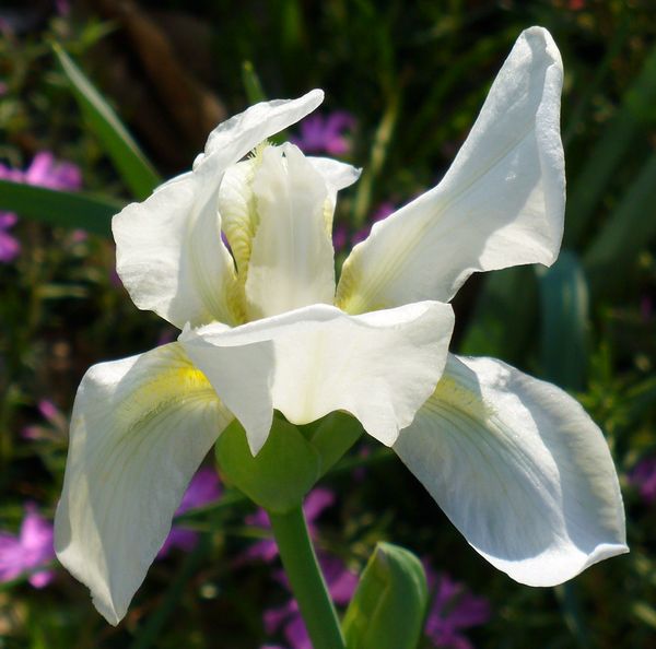 White Cemetery Iris, White Flag Iris