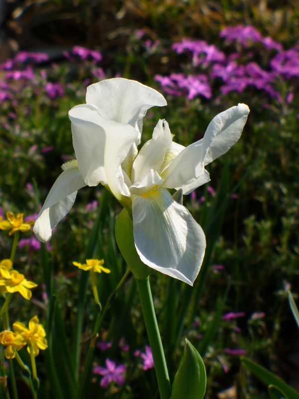 White Cemetery Iris, White Flag Iris