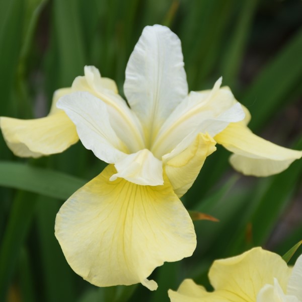 Butter And Sugar Siberian Iris