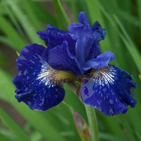 Over In Gloryland Siberian Iris