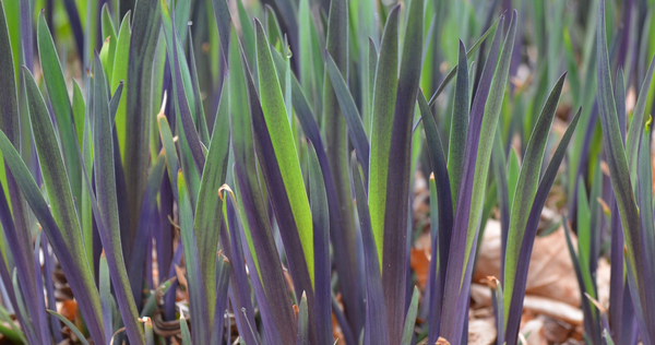 Purple Flame Northern Blue Flag Iris, Harlequin Blue Flag, Large Blue Iris