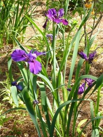 Rocky Hunt Louisiana Iris (Indigo-Blue, Early to Midseason)