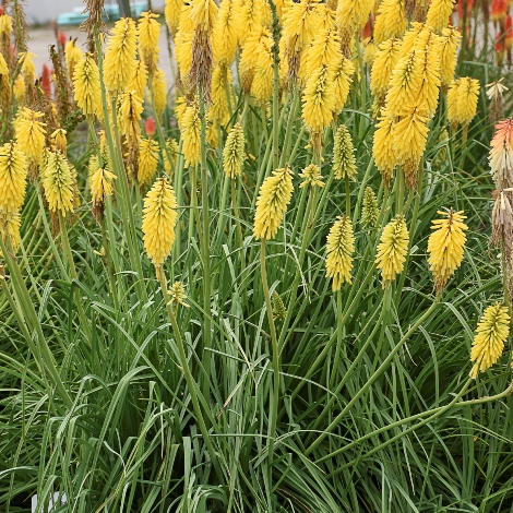 Gold Rush Kniphofia, Tritoma, Torch Lily, Red Hot Poker