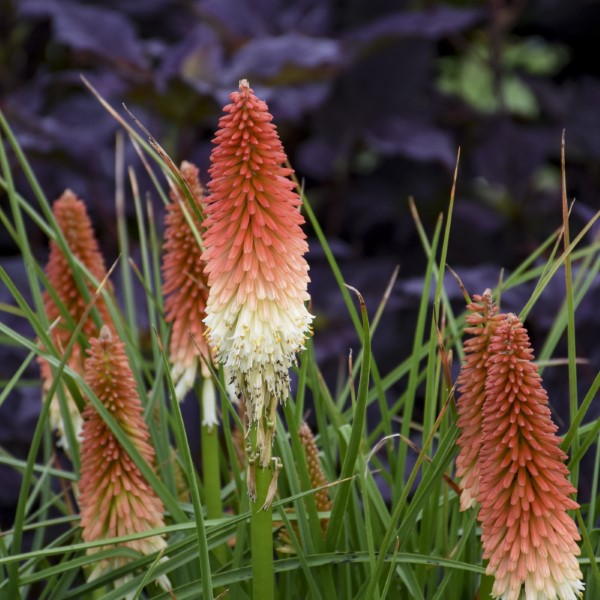 High Roller Kniphofia, Tritoma, Torch Lily, Red Hot Poker