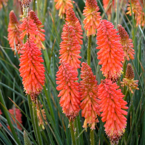 Poker Face Kniphofia, Tritoma, Torch Lily, Red Hot Poker