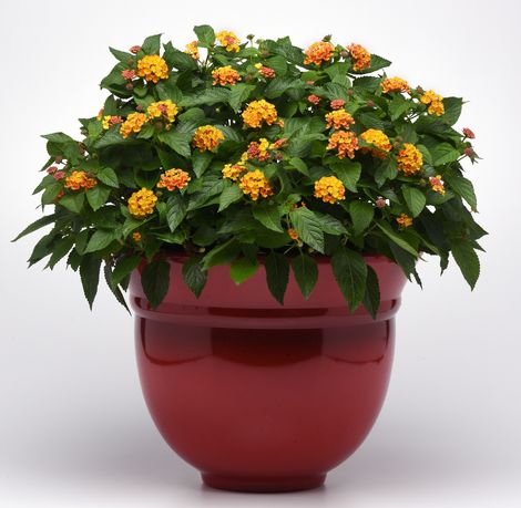Bloomify™ Orange Lantana (dwarf bush, orange shades)