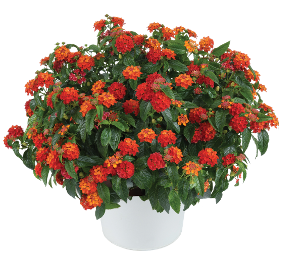 Gem™ Compact Orange Fire Lantana (dwarf bush, orange and red)