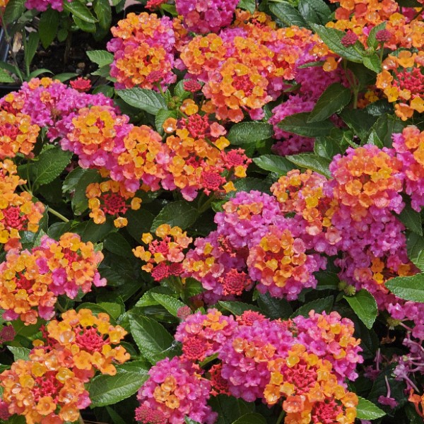 Passion Fruit Lantana