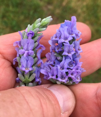 Sensational! Lavender
