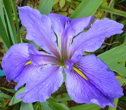 Clyde Redmond Louisiana Iris (Blue Falls and Standards, Gold Signals, Mid Season)