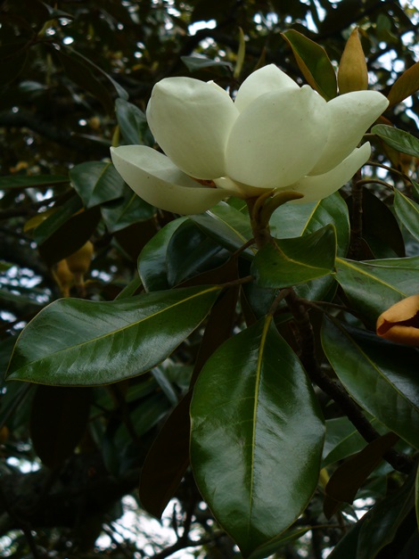 Southern Magnolia, Bull Bay, Evergreen Magnolia, Loblolly Magnolia, Great Laurel Magnolia, Big Laurel