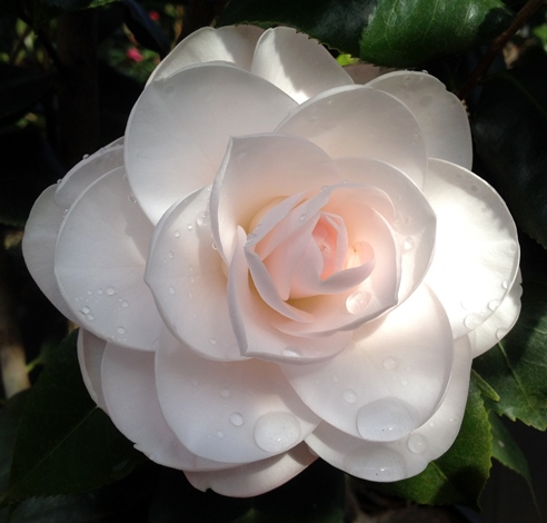 Mockingbird's Blush™ Camellia