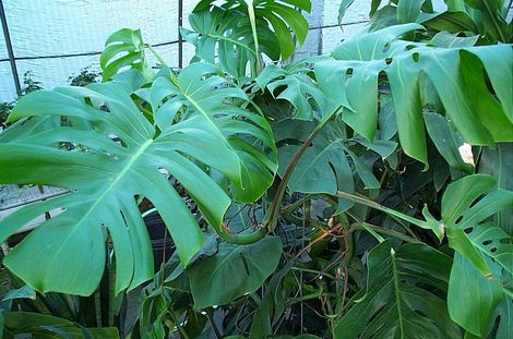 Split-Leaf Philodendron, Ceriman, Monstera, Cutleaf Philodendron, Swiss Cheese Plant, Hurricane Plant, Mexican Breadfruit