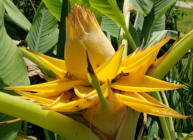 Golden Lotus Banana, Chinese Yellow Banana