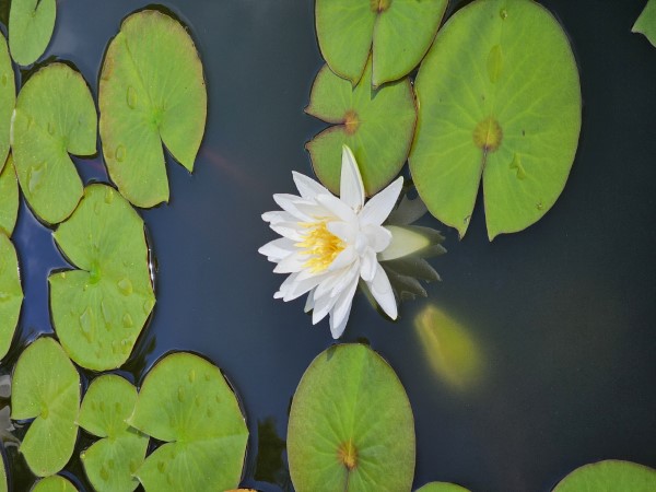 American White Waterlily, Fragrant White Waterlily, Beaver Root, Sweet Scented White Waterlily