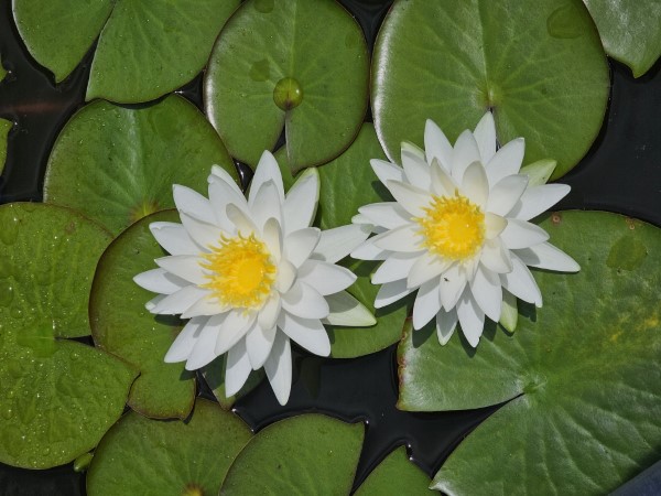 American White Waterlily, Fragrant White Waterlily, Beaver Root, Sweet Scented White Waterlily