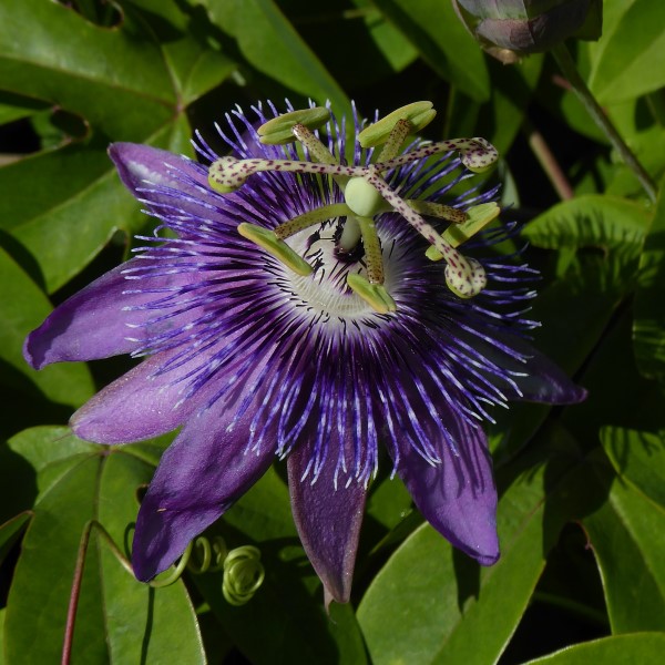 Aphrodite's Purple Nightie™ Passion Flower, Passion Vine