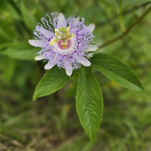 May Pop Passion Flower, Passion Vine, Passionflower