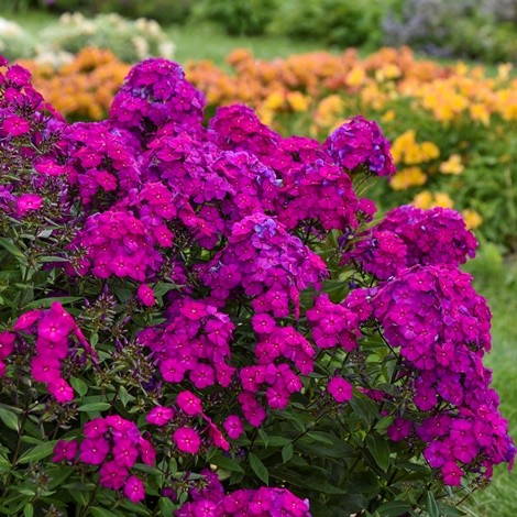 LUMINARY™ Ultraviolet Garden Phlox, Summer Border Phlox, Fall Phlox