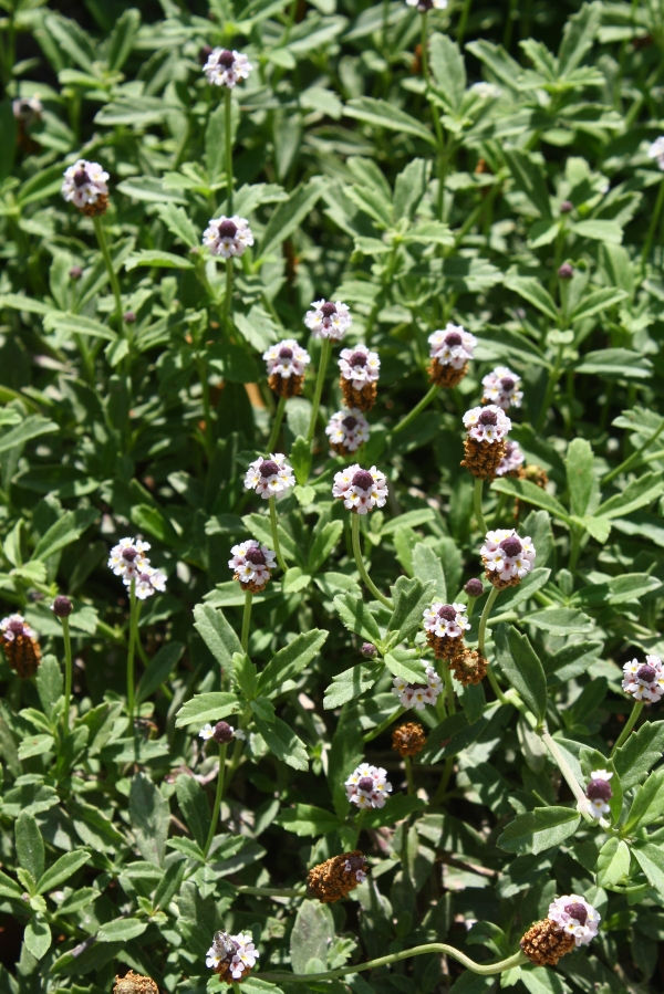 Frog Fruit, Turkey Tangle Frogfruit, Fogfruit, Capeweed, Carpetweed, Matgrass, Grodverbena, Sawtooth Frogfruit, Lippia, Kurapia, Matchhead, Creeping Charlie, Turkey-Tangle, Matgrass