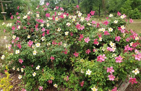 Mutabilis Rose, The Butterfly Rose