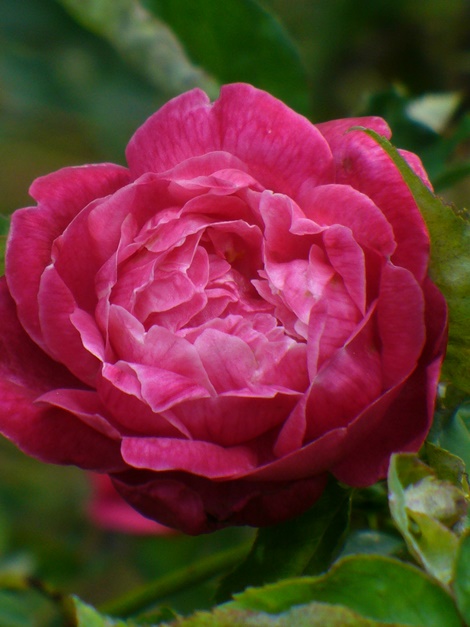 Louis Philippe Rose (Heirloom Florida Cracker Rose) - Rosaceae – Wellspring  Gardens